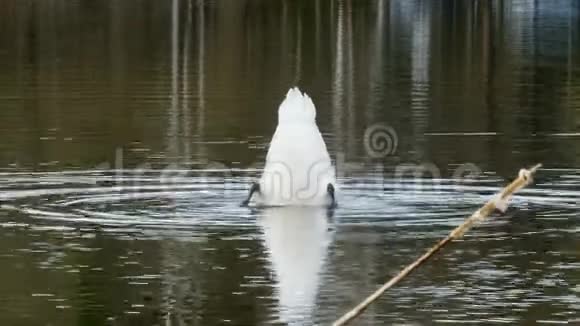 白天鹅游在湖面上视频的预览图