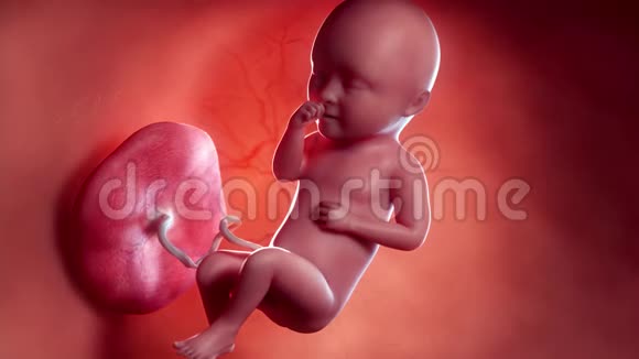 胎儿第31周视频的预览图