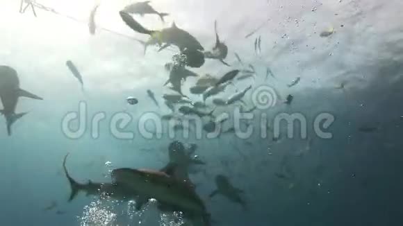 鲨鱼在珊瑚礁上寻找食物视频的预览图