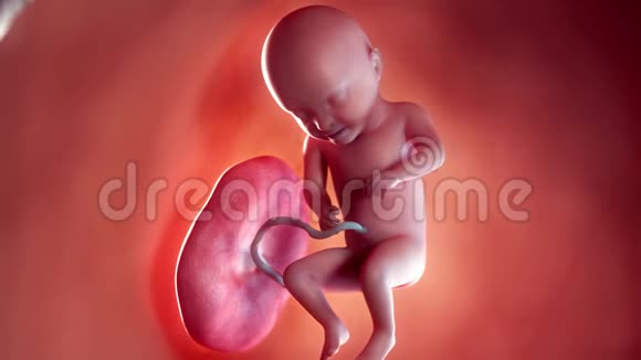 一个胎儿第30周视频的预览图