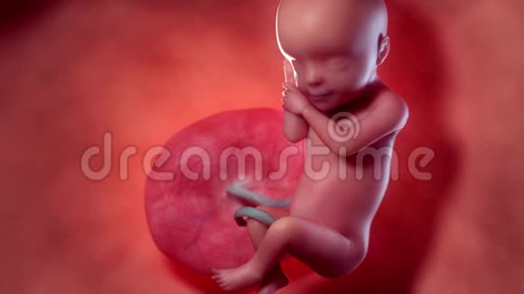 胎儿第25周视频的预览图