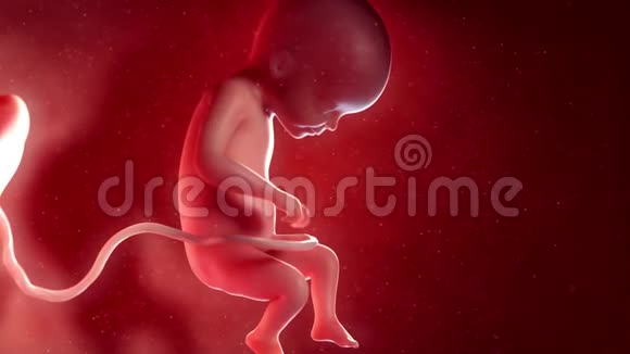 一个胎儿第24周视频的预览图