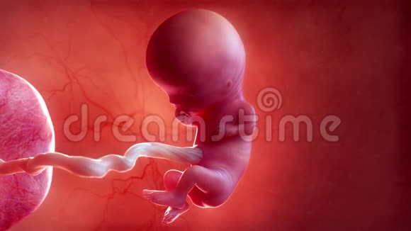 胎儿第11周视频的预览图