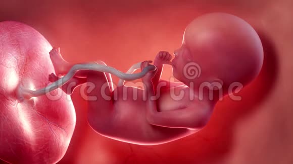 胎儿第20周视频的预览图