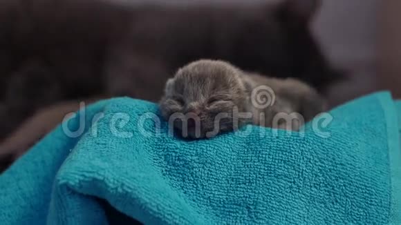刚出生的小猫睡觉生命的第一天视频的预览图
