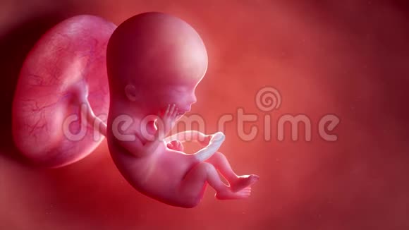 胎儿第13周视频的预览图