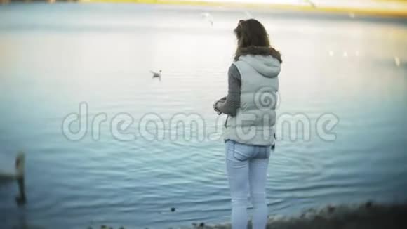 一个年轻的女人在湖上喂天鹅和鸭子冬天喂鸟视频的预览图