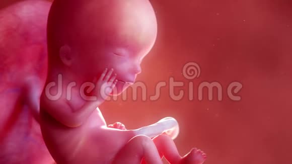 胎儿第13周视频的预览图