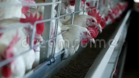 家禽养殖场饲养鸡和蛋鸡啄饲料特写工厂母鸡养鸡场视频的预览图