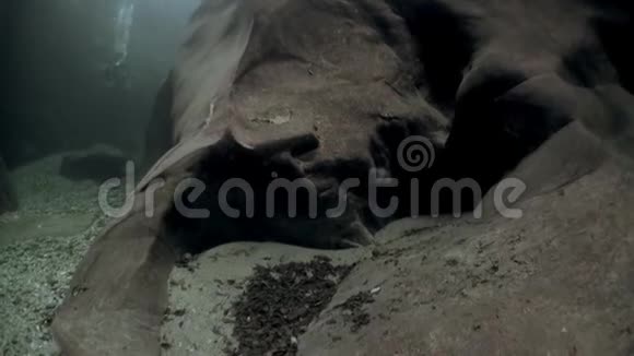 在透明的韦尔扎斯卡河中潜水视频的预览图