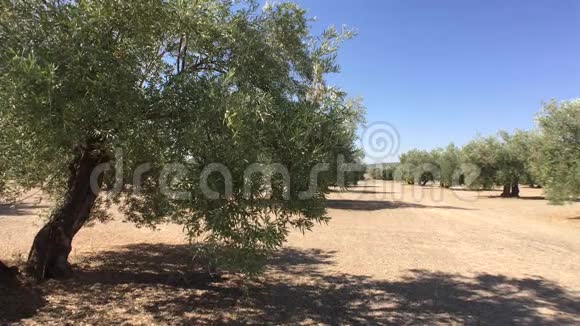 贾恩附近的橄榄树视频的预览图
