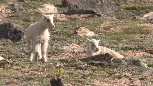 可爱的山羊儿童视频的预览图
