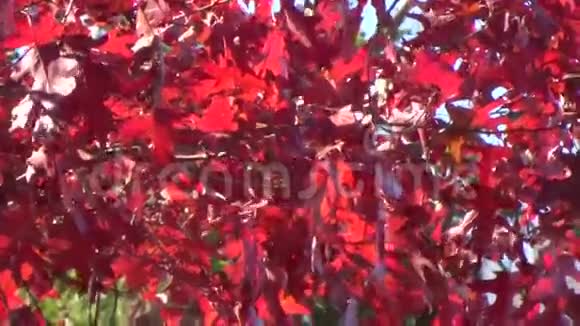 阿巴拉契亚落叶橡树留风视频的预览图