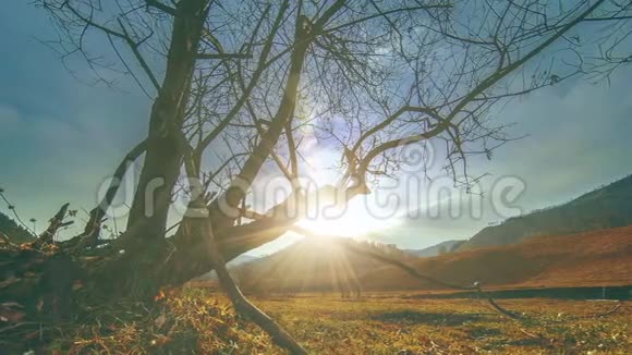 死亡树和枯黄的草在云和太阳光线的蒙天景观的时间流逝水平滑块运动视频的预览图