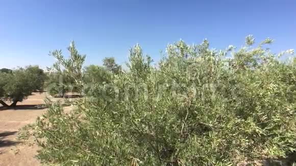 贾恩附近的橄榄树视频的预览图