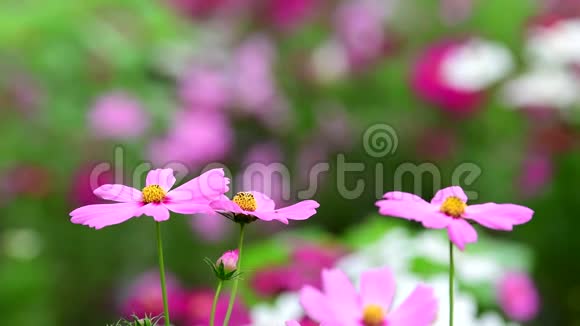 粉红色的宇宙花在田野里视频的预览图