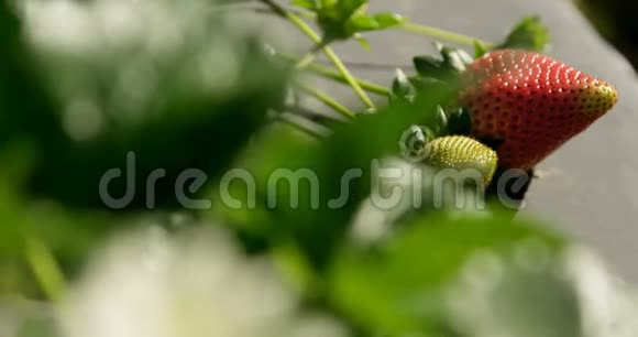 阳光明媚的4k农场的草莓视频的预览图