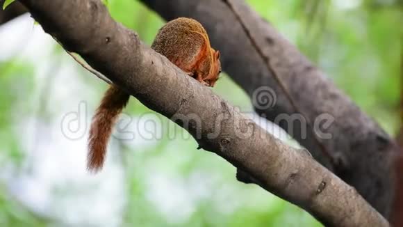 自然界中树上棕色的松鼠视频的预览图