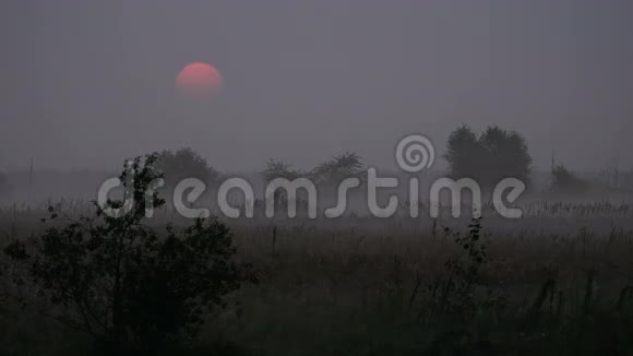 早晨的烟雾在美丽的日出视频的预览图