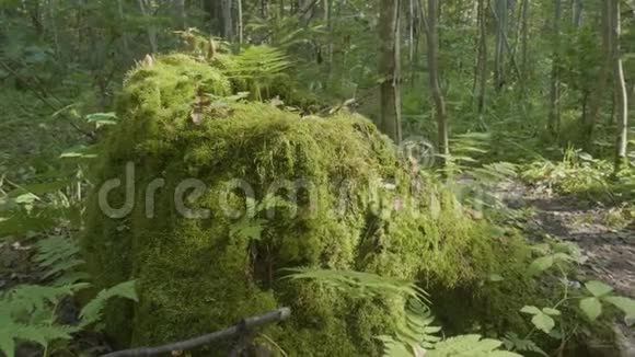 老树桩上长满青苔的针叶林景观优美森林里长满了苔藓视频的预览图