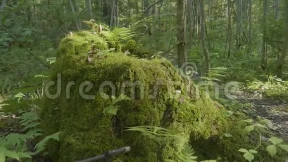 老树桩上长满青苔的针叶林景观优美森林里长满了苔藓视频的预览图