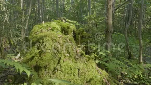 老树桩上长满青苔的针叶林景观优美森林里长满了苔藓视频的预览图