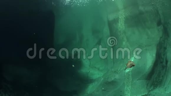 摄像机操作员潜水员在透明河流Verzasca水下视频的预览图