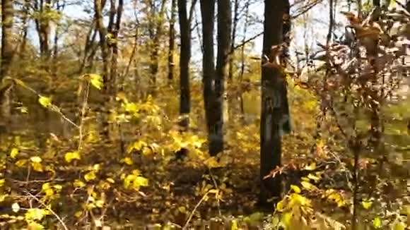 有黄叶的树视频的预览图