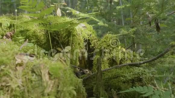 老树桩上长满青苔的针叶林景观优美森林里长满了苔藓视频的预览图