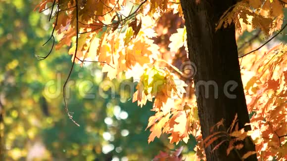 秋天的橡树有橙色的叶子视频的预览图