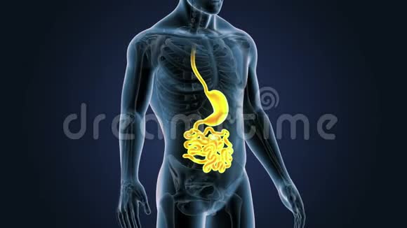 具有骨骼的胃和小肠在人体中的位置视频的预览图