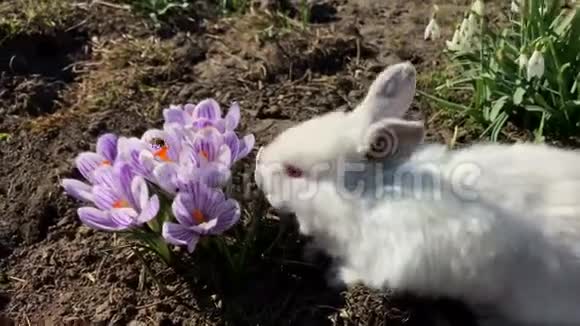 草地上的兔子小白兔视频的预览图