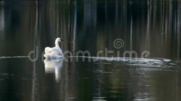 白天鹅游在池塘的镜面上视频的预览图