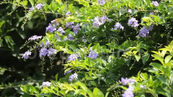 小白混合紫花或杜兰塔代表花视频的预览图