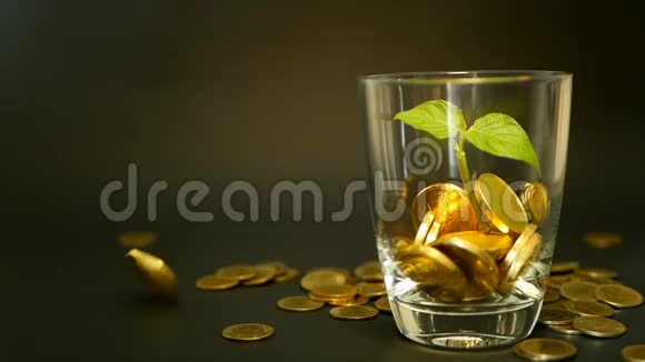 玻璃罐子里的金币和黑色背景上的嫩芽绿叶旋转扭曲旋转旋转便士视频的预览图