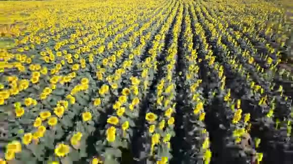 黄色的向日葵晴天向日葵花田的精彩乡村景观无人机鸟瞰图视频的预览图