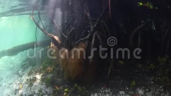 RajaAmpat的光暗红树林视频的预览图