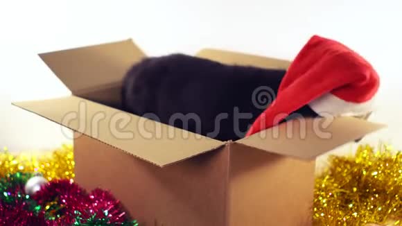可爱的小狗坐在礼品盒与圣诞节和新年装饰视频的预览图