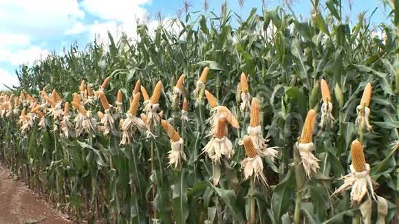 玉米厂的玉米芯视频的预览图
