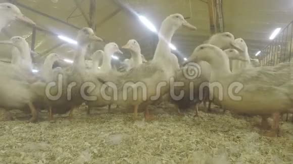 家禽养殖场养鸭视频的预览图