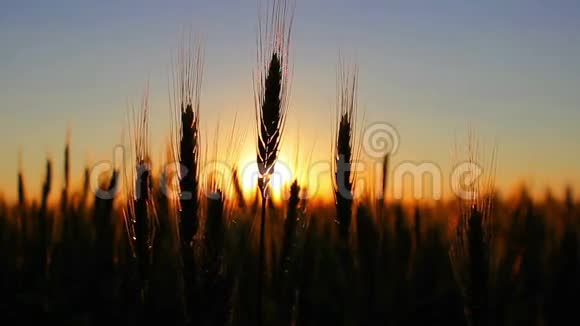 日落时的麦子剪影视频的预览图