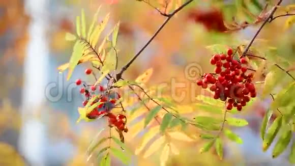 秋天的罗文浆果和红叶视频的预览图