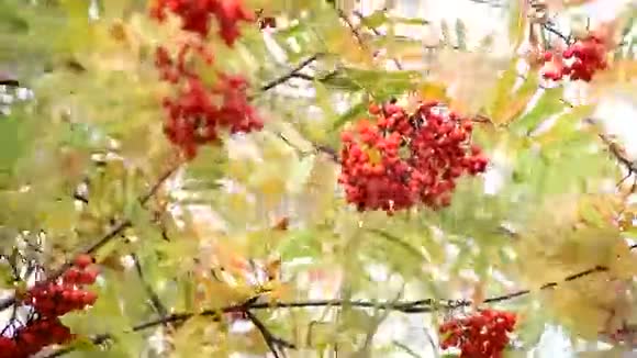 秋天的罗文浆果和红叶视频的预览图