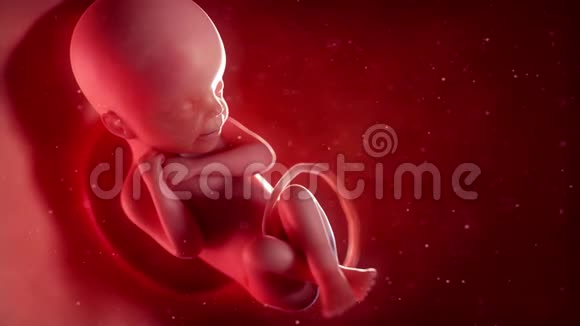 一个胎儿第27周视频的预览图