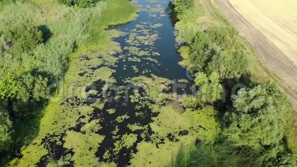 俄罗斯农村的小河视频的预览图