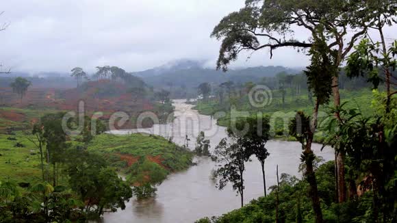 丛林里的河流赤道几内亚非洲视频的预览图