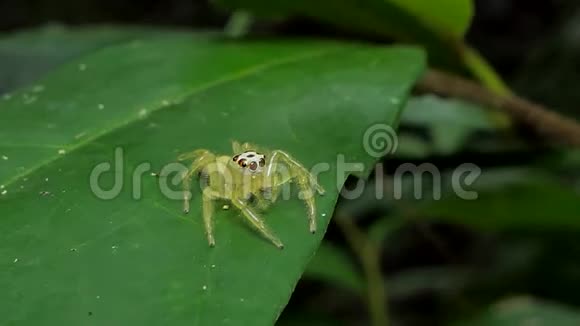 在热带雨林中跳跃的蜘蛛视频的预览图