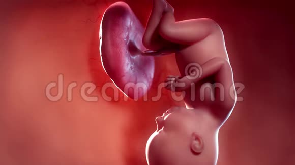 一个胎儿第36周视频的预览图