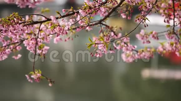 春季系列花卉樱桃小花簇簇微风吹拂近景4K电影视频的预览图