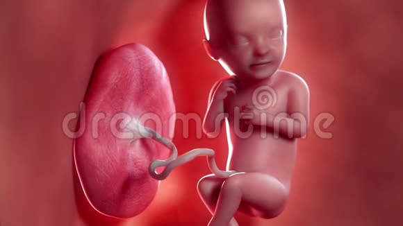 一个胎儿第33周视频的预览图